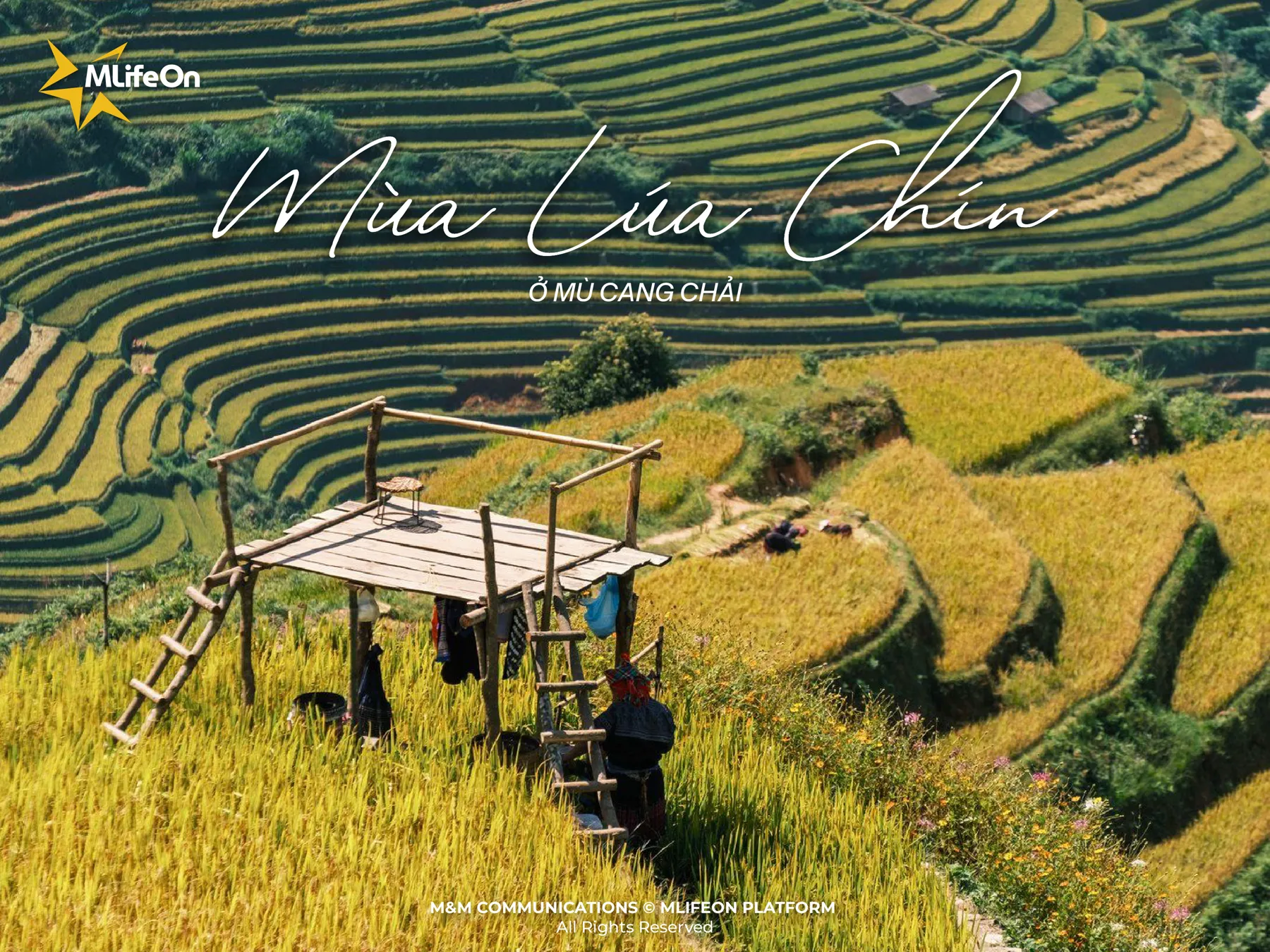 RICE SEASON IN MU CANG CHAI