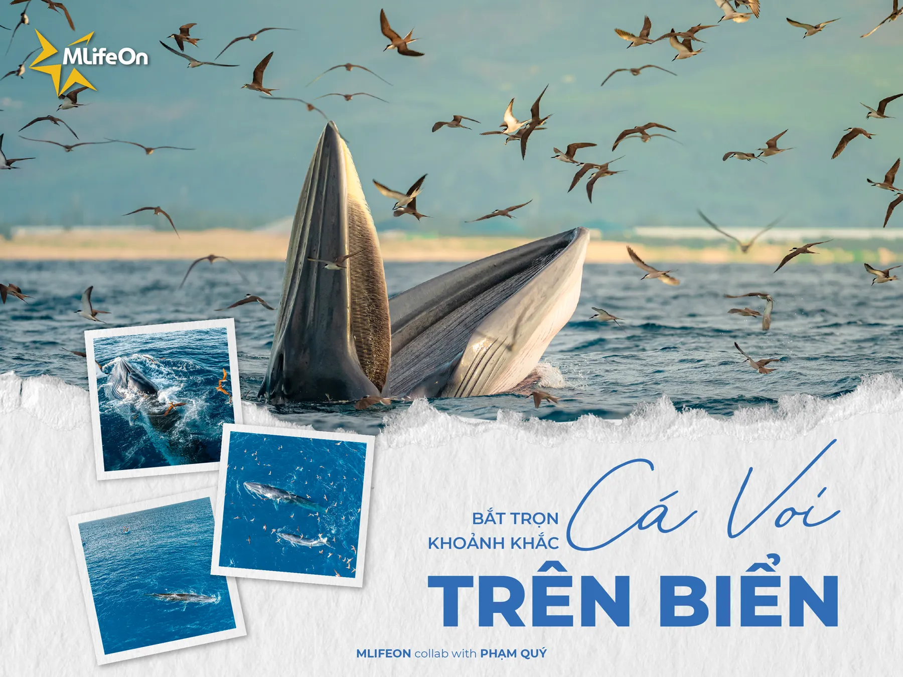 CAPTURE THE MOMENT OF WHALE AT SEA - GOOD SIGN FROM THE OCEAN