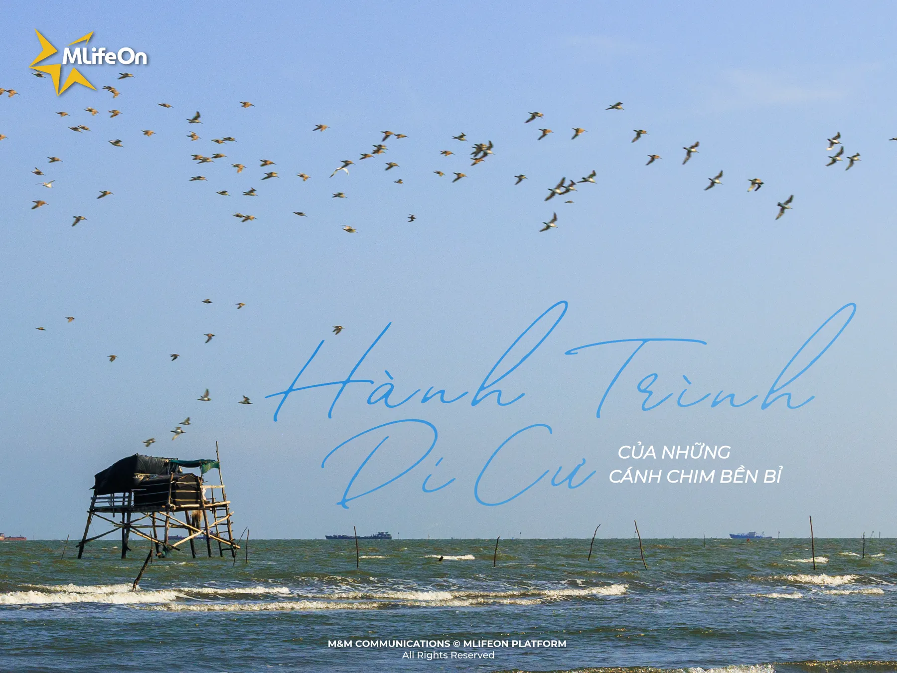 CAN GIO WELCOMES THE MIGRATORY SEABIRDS SEASON - THE JOURNEY OF RESILIENT WINGS