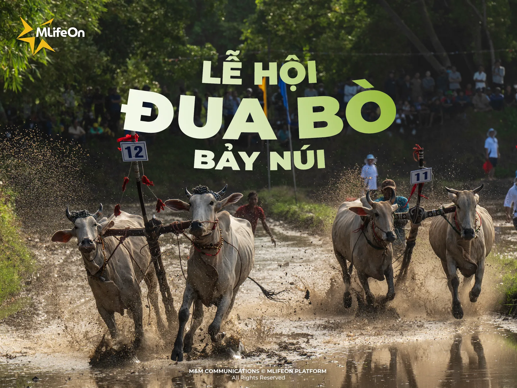 SEVEN MOUNTAINS BULL RACING FESTIVAL - WHEN CULTURE IS ON THE RACE TRACK