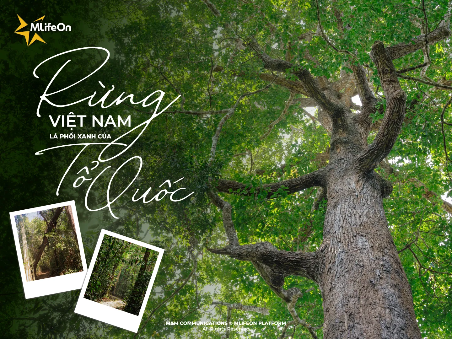 VIETNAMESE FORESTS - THE GREEN LUNGS OF THE HOMELAND