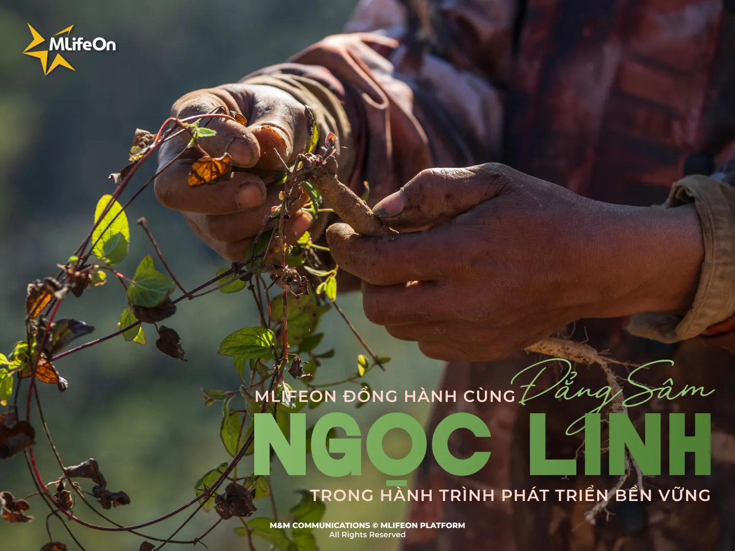 MLIFEON ACCOMPANYING NGOC LINH CODONOPSIS ON A SUSTAINABLE DEVELOPMENT JOURNEY